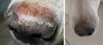Homöopathie für Tier Behandlung eines Hundes an der Nase